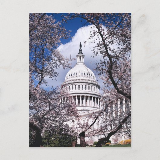 US Capitol met kersenbloesems, Washington DC Briefkaart (Voorkant)