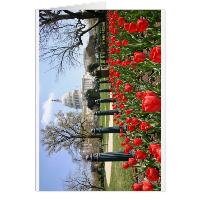 US Capitollingsbloem (Voorkant)