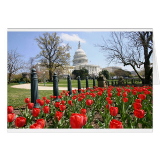 US Capitollingsbloem