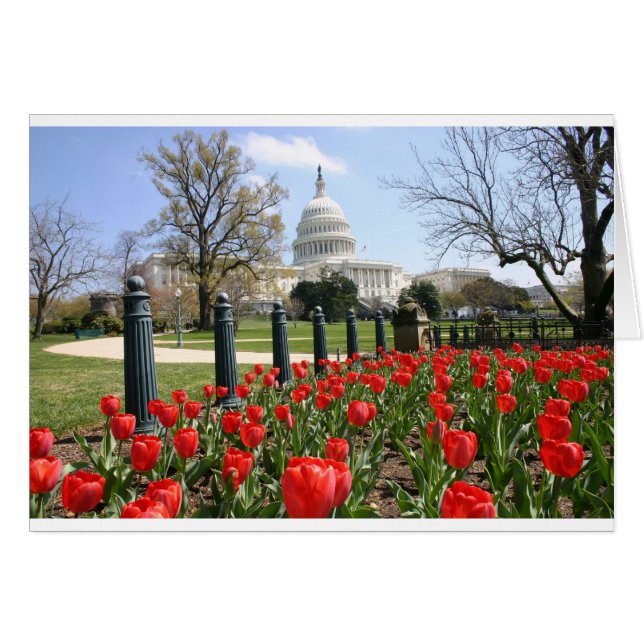 US Capitollingsbloem (Voorkant Horizontaal)