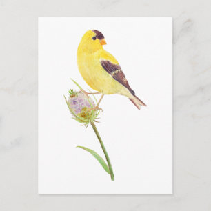 US Goldfinch en Thistle-briefkaart Briefkaart