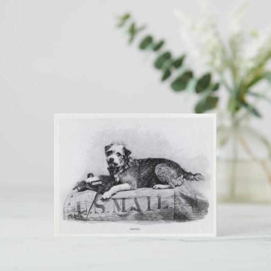  US Mail Dog Photo Briefkaart (Staand voorkant)