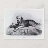  US Mail Dog Photo Briefkaart (Voorkant)