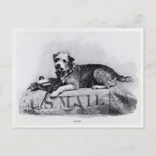US Mail Dog Photo Briefkaart (Voorkant)