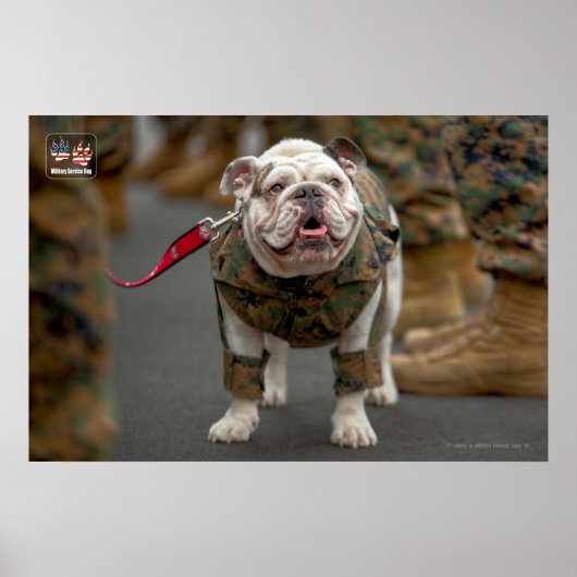 US MILITAIRE SERVICE DOG POSTER (Voorkant)