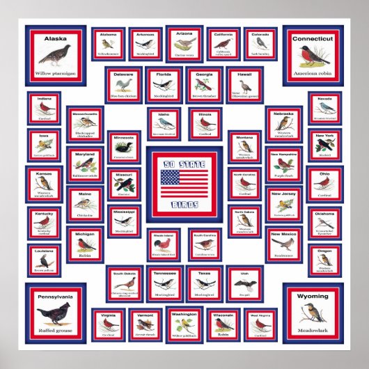 USA 50 STATE BIRDS WHITE/553 POSTER (Voorkant)