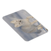 USA, Alaska, 1002 Coastal Plain of the ANWR. A 3 Magneet (Rechterzijde)