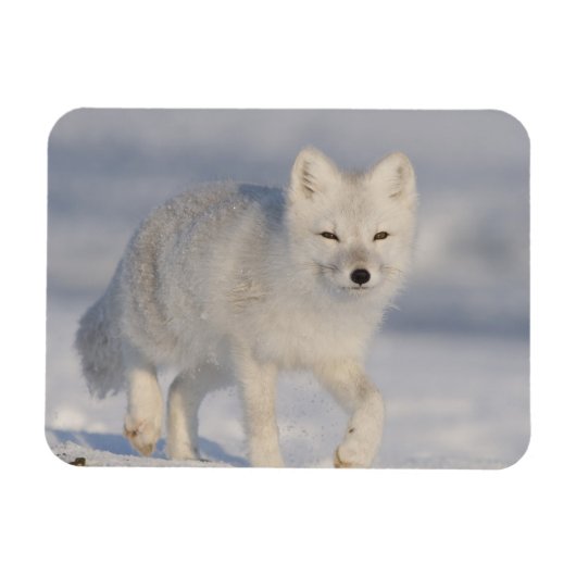 USA, Alaska, 1002 Coastal Plain of the ANWR. A 3 Magneet (Horizontaal)