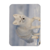 USA, Alaska, 1002 Coastal Plain of the ANWR. A 3 Magneet (Verticaal)