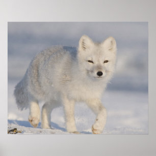 USA, Alaska, 1002 Coastal Plain of the ANWR. A 3 Poster