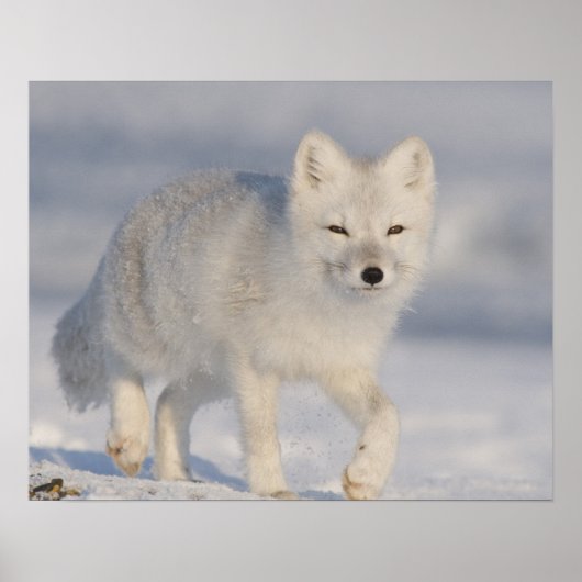 USA, Alaska, 1002 Coastal Plain of the ANWR. A 3 Poster (Voorkant)