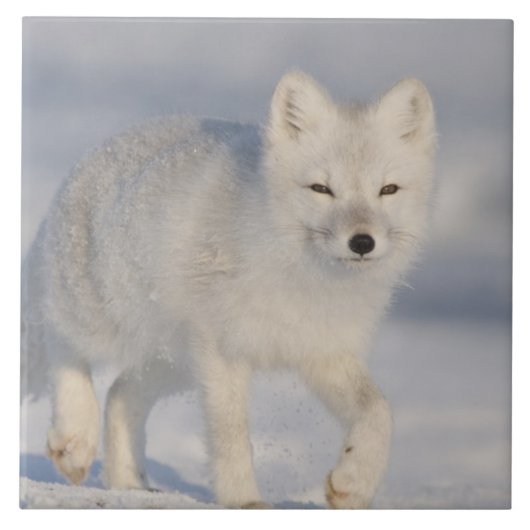 USA, Alaska, 1002 Coastal Plain of the ANWR. A 3 Tegeltje (Voorkant)