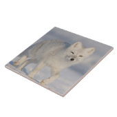 USA, Alaska, 1002 Coastal Plain of the ANWR. A 3 Tegeltje (Zijkant)