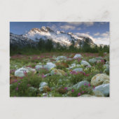 USA, Alaska, Alsek-Tatshenshini Wilderness. Uitzic Briefkaart (Voorkant)