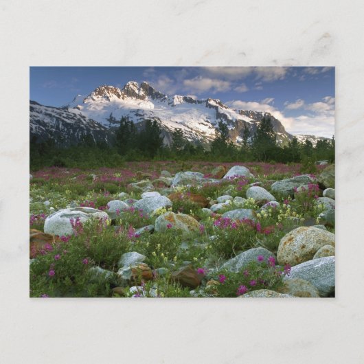 USA, Alaska, Alsek-Tatshenshini Wilderness. Uitzic Briefkaart (Voorkant)