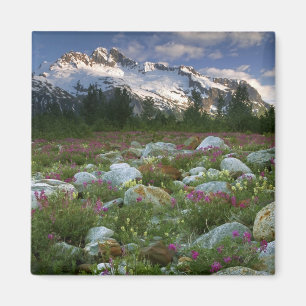 USA, Alaska, Alsek-Tatshenshini Wilderness. Weerga Magneet