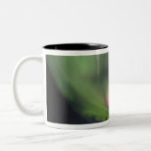 USA, Alaska, Chena Hot Springs. Aurora 2 Tweekleurige Koffiemok (Links)