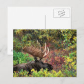 USA, Alaska, Denali National Park, Bull Moose Briefkaart (Voorkant / Achterkant)