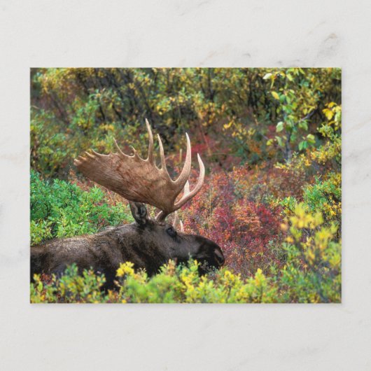 USA, Alaska, Denali National Park, Bull Moose Briefkaart (Voorkant)
