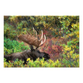USA, Alaska, Denali National Park, Bull Moose Foto Afdruk (Voorkant)