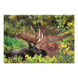 USA, Alaska, Denali National Park, Bull Moose Foto Afdruk