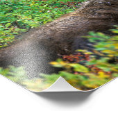 USA, Alaska, Denali National Park, Bull Moose Foto Afdruk (Hoek)