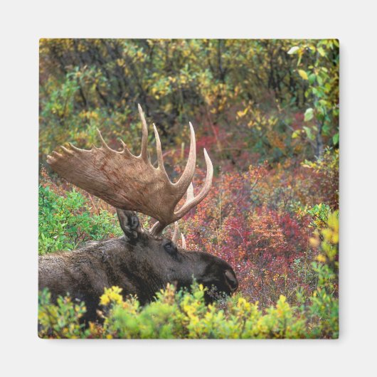 USA, Alaska, Denali National Park, Bull Moose Magneet (Voorkant)