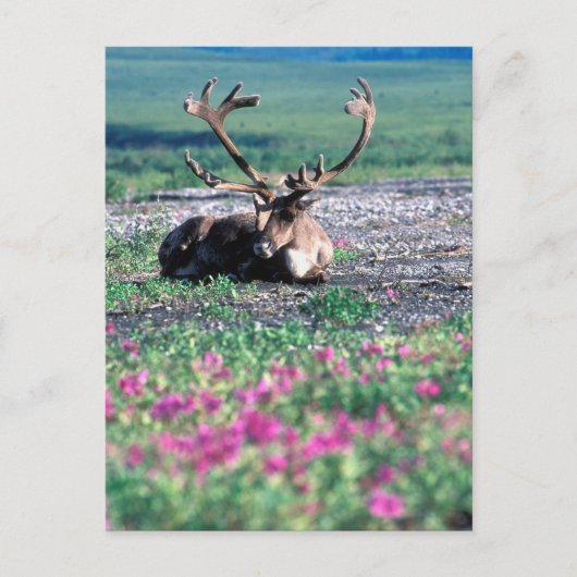 USA, Alaska, Denali National Park, Cariou Briefkaart (Voorkant)
