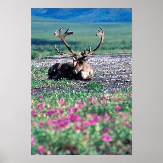 USA, Alaska, Denali National Park, Cariou Poster (Voorkant)