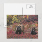USA, Alaska, Denali National Park. Grizzly beer Briefkaart (Voorkant / Achterkant)
