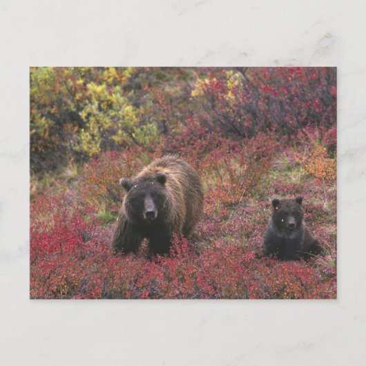 USA, Alaska, Denali National Park. Grizzly beer Briefkaart (Voorkant)