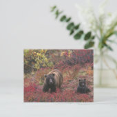 USA, Alaska, Denali National Park. Grizzly beer Briefkaart (Staand voorkant)
