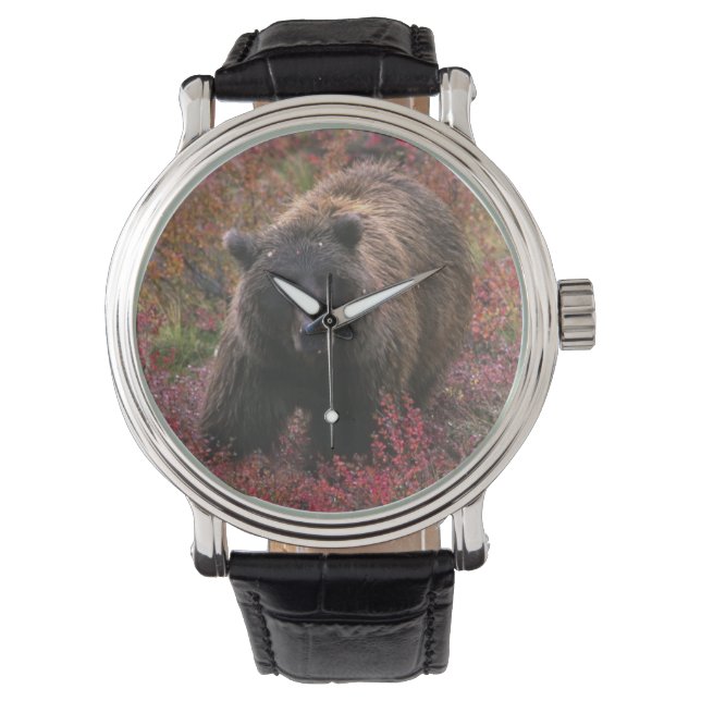 USA, Alaska, Denali National Park. Grizzly beer Horloge (Voorkant)