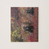 USA, Alaska, Denali National Park. Grizzly beer Legpuzzel (Verticaal)