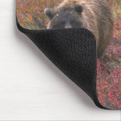 USA, Alaska, Denali National Park. Grizzly beer Muismat (Hoek)