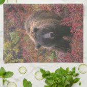 USA, Alaska, Denali National Park. Grizzly beer Theedoek (Gevouwen)