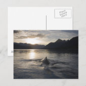 USA, Alaska, Glacier Bay National Park Briefkaart (Voorkant / Achterkant)