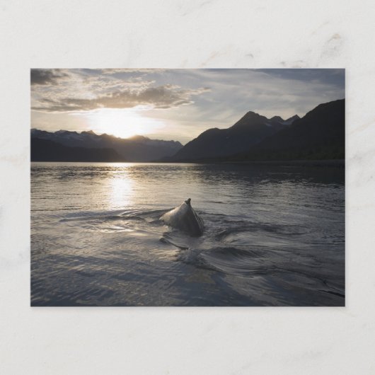 USA, Alaska, Glacier Bay National Park Briefkaart (Voorkant)