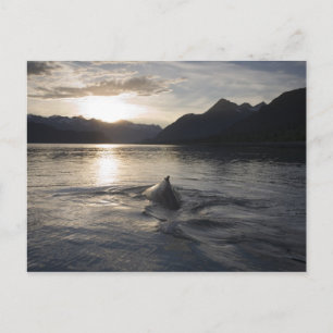 USA, Alaska, Glacier Bay National Park Briefkaart