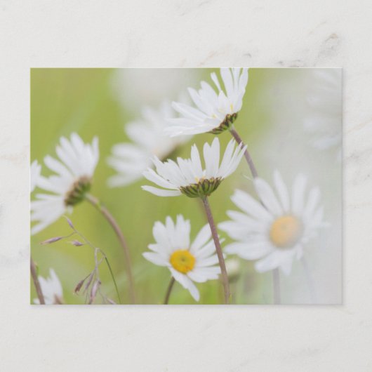 USA, Alaska, Glacier Bay National Park Briefkaart (Voorkant)