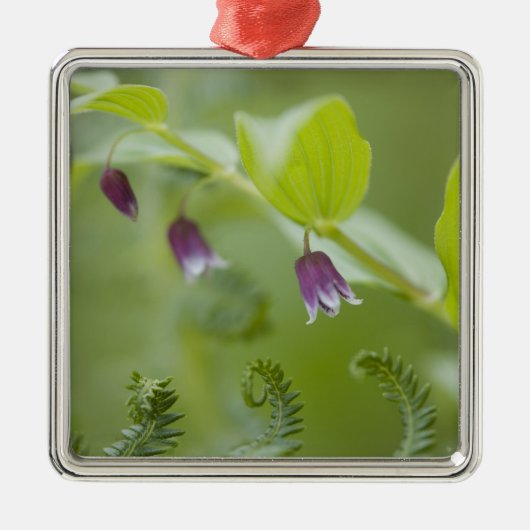 USA, Alaska, Glacier Bay National Park. Metalen Ornament (Voorkant)