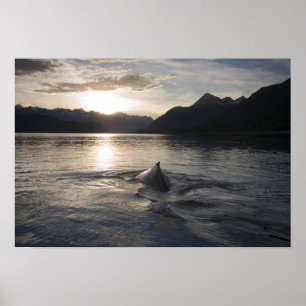 USA, Alaska, Glacier Bay National Park Poster