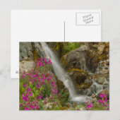 USA, Alaska, Glacier Bay National Park. Vuurweed Briefkaart (Voorkant / Achterkant)