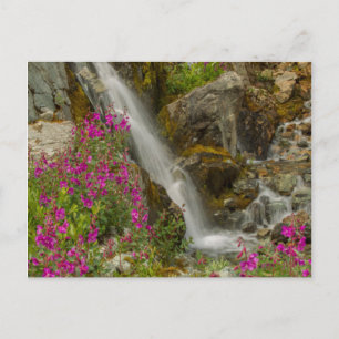 USA, Alaska, Glacier Bay National Park. Vuurweed Briefkaart