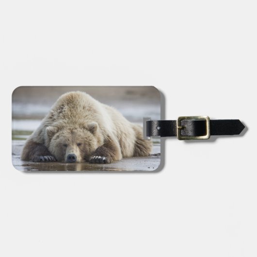 USA, Alaska, Katmai National Park, Brown Beer Bagagelabel (Voorkant horizontaal)