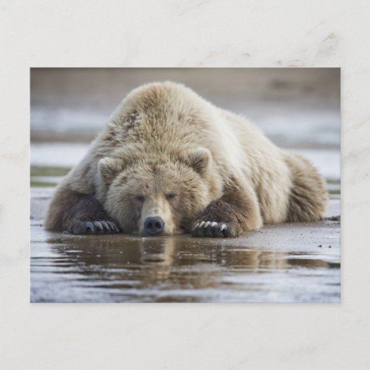 USA, Alaska, Katmai National Park, Brown Beer Briefkaart (Voorkant)