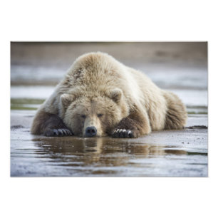 USA, Alaska, Katmai National Park, Brown Beer Foto Afdruk