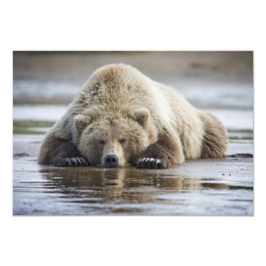 USA, Alaska, Katmai National Park, Brown Beer Foto Afdruk (Voorkant)