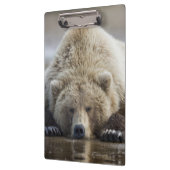 USA, Alaska, Katmai National Park, Brown Beer Klembord (Links)