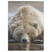 USA, Alaska, Katmai National Park, Brown Beer Klembord (Achterkant)